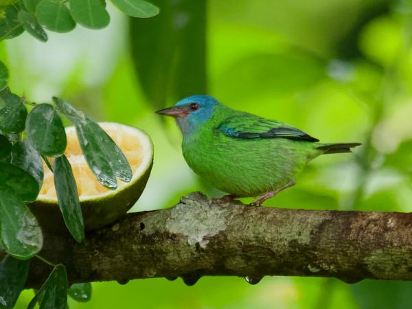 <h3><a href="/trips/costa-rica/biota/animalia/chordata/aves/040 passeriformes/127 thraupidae/dacnis cayana/dacnis cayana-nl.html">Dacnis&nbsp;cayana</a> / Blue&nbsp;dacnis / Blauwe&nbsp;pitpit</h3>OM-1 Mark II met M.300mm F4.0 + MC-14, 1/2000 sec  bij F5.6, ISO 10000, afstand 14.7&nbsp;m